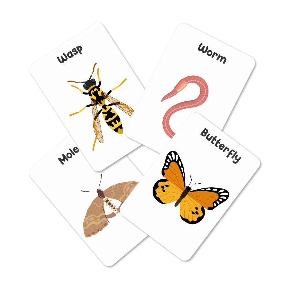 Insect Flash Cards- Pack of 24