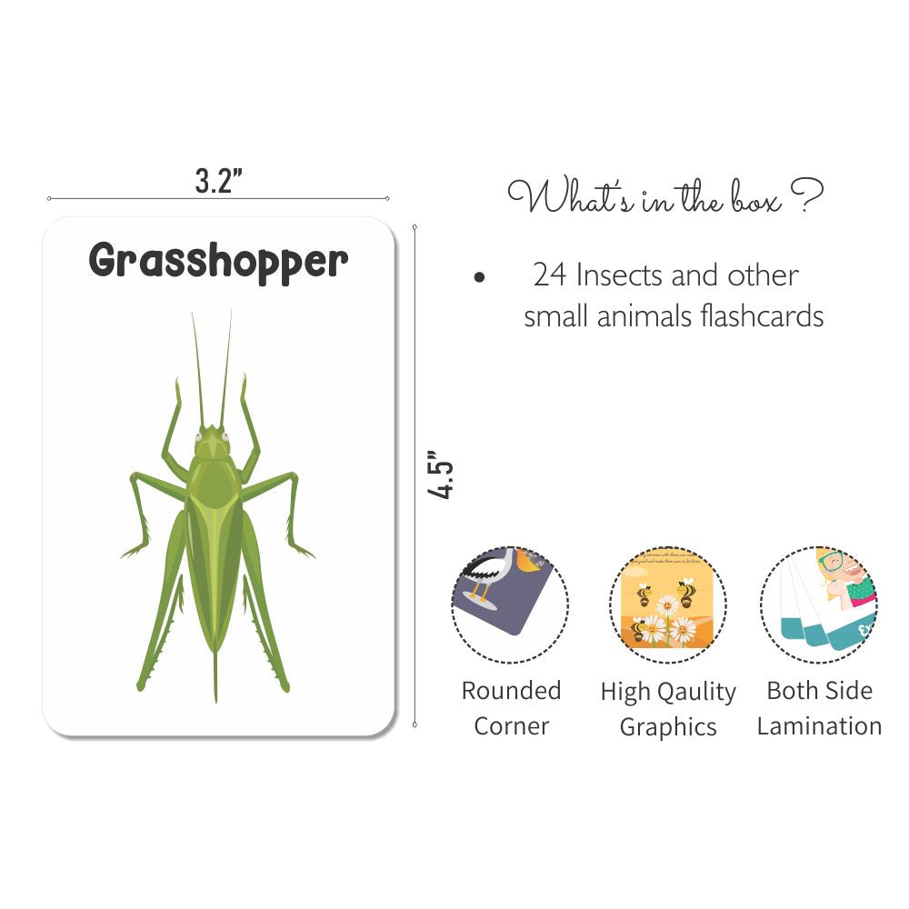 Insect Flash Cards- Pack of 24