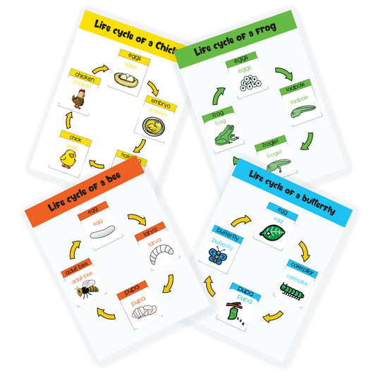 4 lifecycle activity