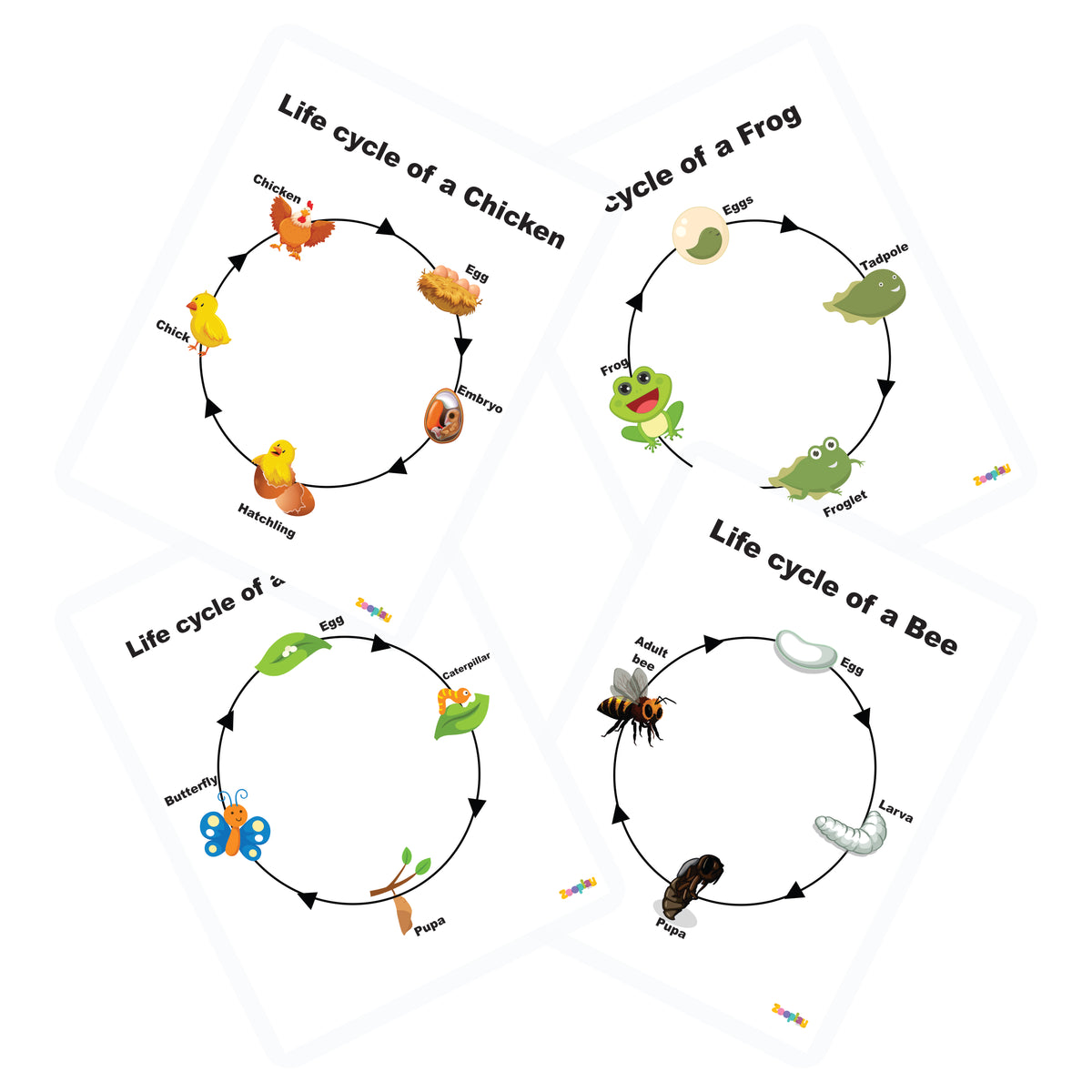 4 lifecycle activity