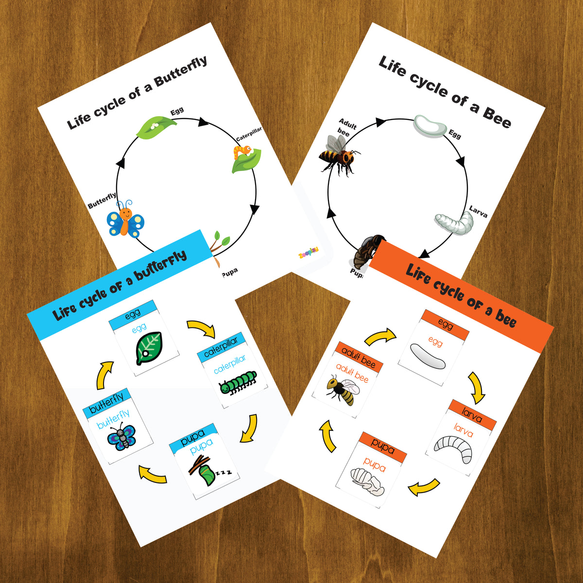 4 lifecycle activity