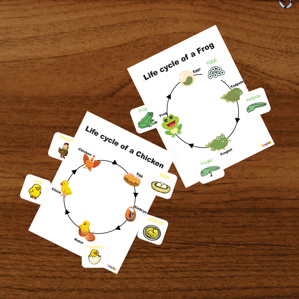 4 lifecycle activity